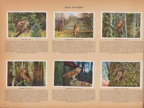 Sammelalbum 192 Bilder, Aus Deutschlands Vogelwelt, Eule, Rabe, Star, Sperling, Meise