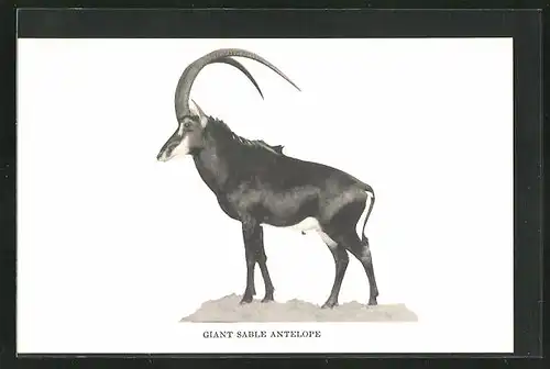 AK Giant Sable Antelope