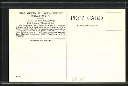 AK Giant Sable Antelope