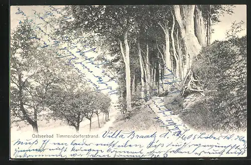 AK Ostseebad Timmendorferstrand, Blick in den Wald