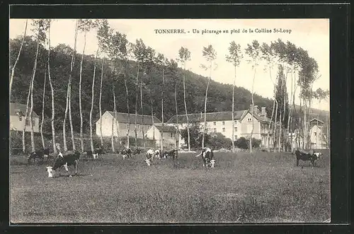 AK Tonnerre, Un paturage au pied de la Colline St. Loup