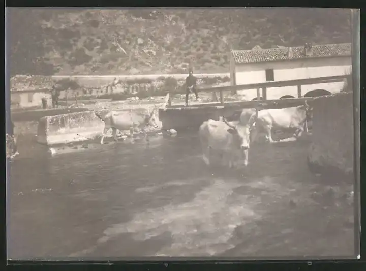 38 Fotografien unbekannter Fotograf, Ansicht Rom / Italien, Bärenführer, Ziegeuner, Trachten, Land & Leute, Stillleben u 11