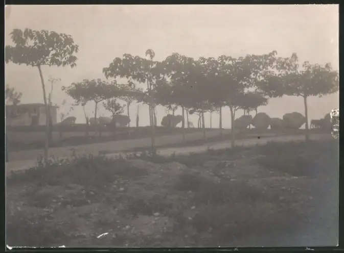 38 Fotografien unbekannter Fotograf, Ansicht Rom / Italien, Bärenführer, Ziegeuner, Trachten, Land & Leute, Stillleben u 14