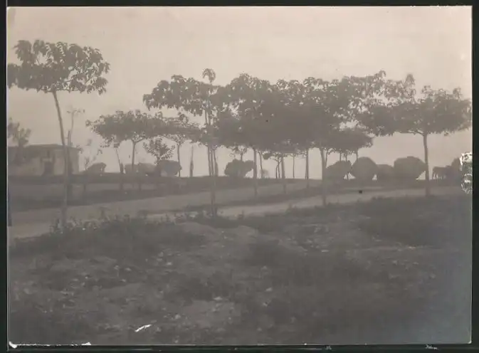38 Fotografien unbekannter Fotograf, Ansicht Rom / Italien, Bärenführer, Ziegeuner, Trachten, Land & Leute, Stillleben u 14