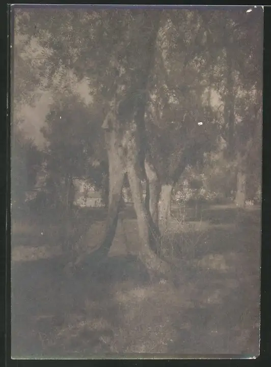 38 Fotografien unbekannter Fotograf, Ansicht Rom / Italien, Bärenführer, Ziegeuner, Trachten, Land & Leute, Stillleben u 28