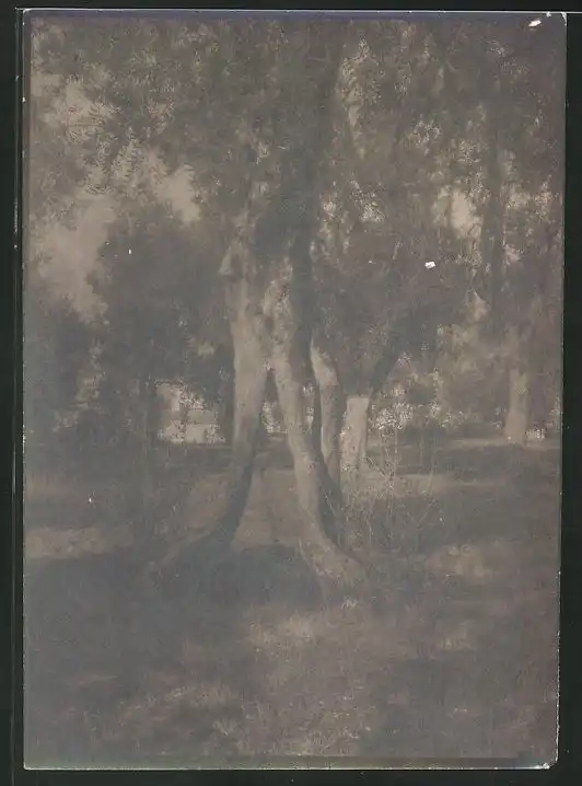 38 Fotografien unbekannter Fotograf, Ansicht Rom / Italien, Bärenführer, Ziegeuner, Trachten, Land & Leute, Stillleben u 28