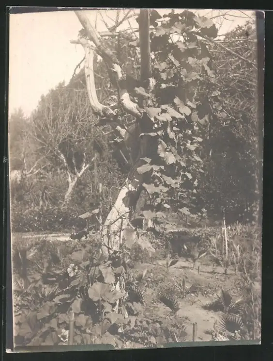 38 Fotografien unbekannter Fotograf, Ansicht Rom / Italien, Bärenführer, Ziegeuner, Trachten, Land & Leute, Stillleben u 30