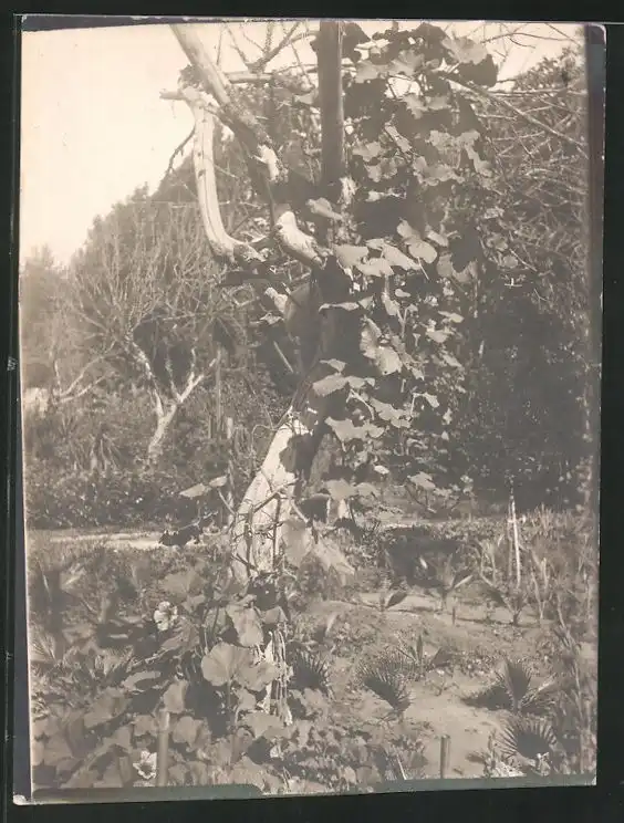 38 Fotografien unbekannter Fotograf, Ansicht Rom / Italien, Bärenführer, Ziegeuner, Trachten, Land & Leute, Stillleben u 30