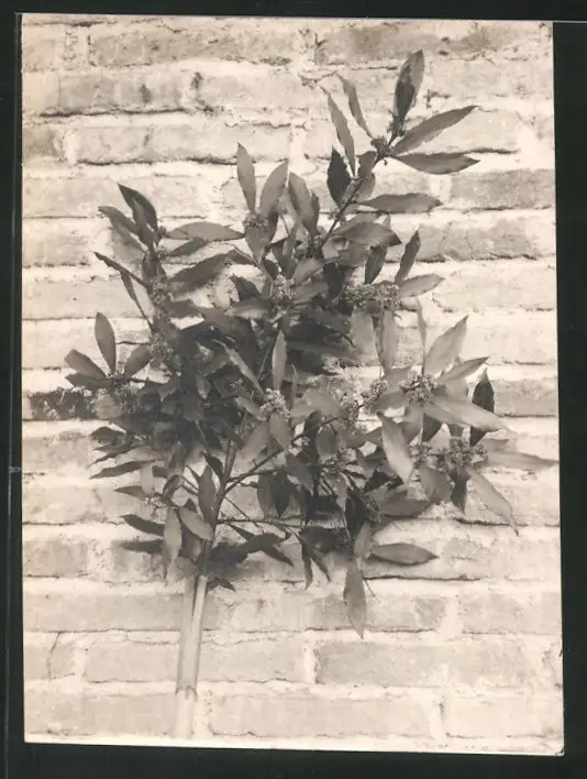 38 Fotografien unbekannter Fotograf, Ansicht Rom / Italien, Bärenführer, Ziegeuner, Trachten, Land & Leute, Stillleben u 31