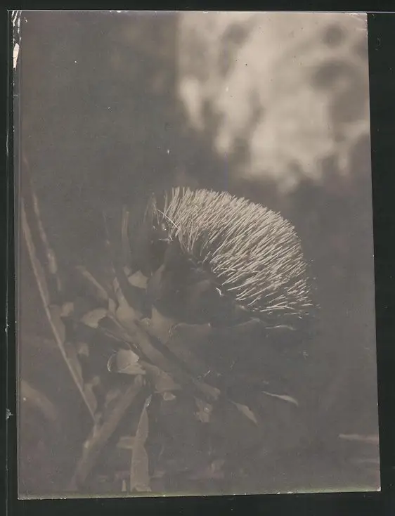 38 Fotografien unbekannter Fotograf, Ansicht Rom / Italien, Bärenführer, Ziegeuner, Trachten, Land & Leute, Stillleben u 32