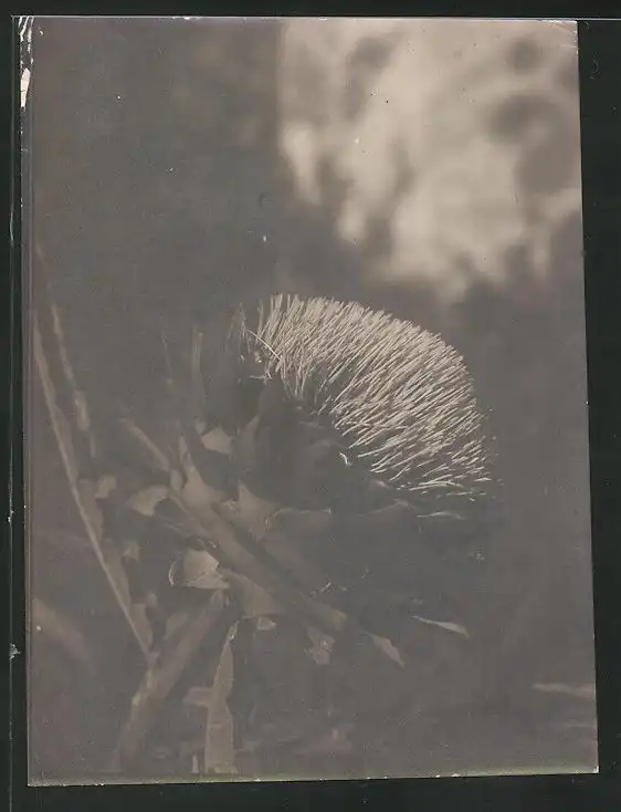 38 Fotografien unbekannter Fotograf, Ansicht Rom / Italien, Bärenführer, Ziegeuner, Trachten, Land & Leute, Stillleben u 32