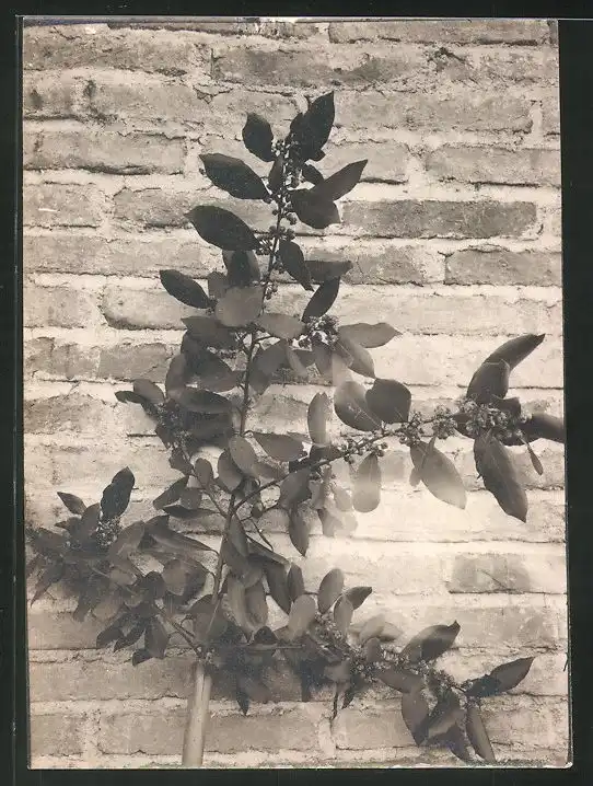 38 Fotografien unbekannter Fotograf, Ansicht Rom / Italien, Bärenführer, Ziegeuner, Trachten, Land & Leute, Stillleben u 33