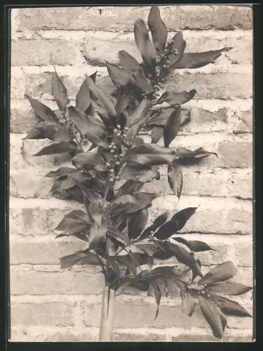 38 Fotografien unbekannter Fotograf, Ansicht Rom / Italien, Bärenführer, Ziegeuner, Trachten, Land & Leute, Stillleben u 34