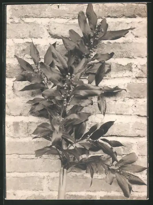 38 Fotografien unbekannter Fotograf, Ansicht Rom / Italien, Bärenführer, Ziegeuner, Trachten, Land & Leute, Stillleben u 34