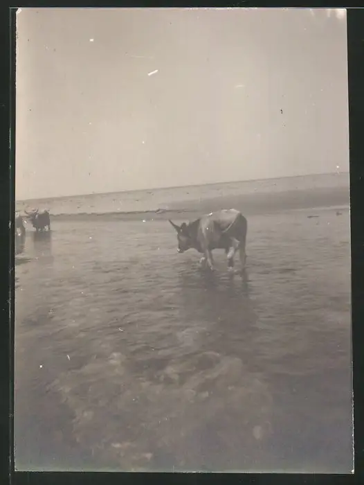 38 Fotografien unbekannter Fotograf, Ansicht Rom / Italien, Bärenführer, Ziegeuner, Trachten, Land & Leute, Stillleben u 35