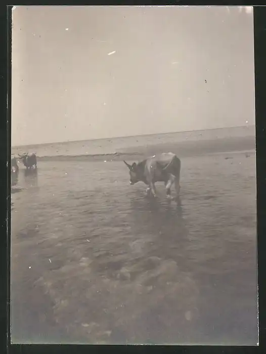 38 Fotografien unbekannter Fotograf, Ansicht Rom / Italien, Bärenführer, Ziegeuner, Trachten, Land & Leute, Stillleben u 35