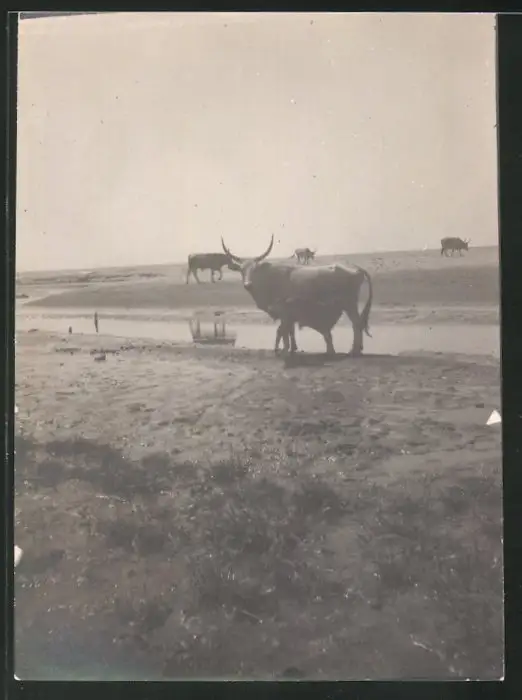 38 Fotografien unbekannter Fotograf, Ansicht Rom / Italien, Bärenführer, Ziegeuner, Trachten, Land & Leute, Stillleben u 36