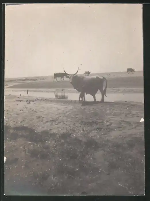 38 Fotografien unbekannter Fotograf, Ansicht Rom / Italien, Bärenführer, Ziegeuner, Trachten, Land & Leute, Stillleben u 36