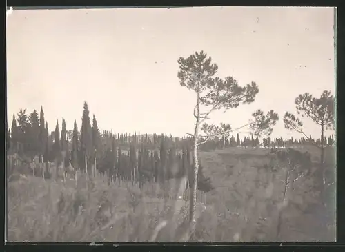 38 Fotografien unbekannter Fotograf, Ansicht Rom / Italien, Bärenführer, Ziegeuner, Trachten, Land & Leute, Stillleben u