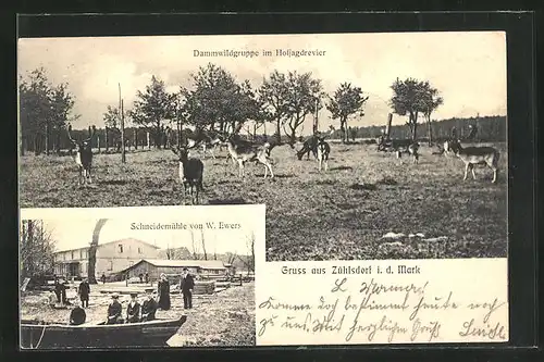 AK Zühlsdorf i. d. Mark, Schneidemühle von W. Ewers, Dammwildgruppe im Hofjagdrevier