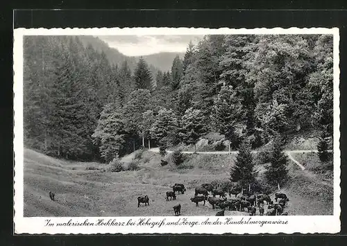 AK Hohegeiss im Harz, Kühe an der Hundertmorgenwiese