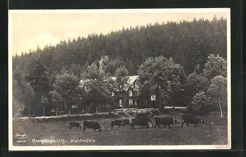 AK Braunlage im Harz, Kühe auf der Weide an der Waldmühle