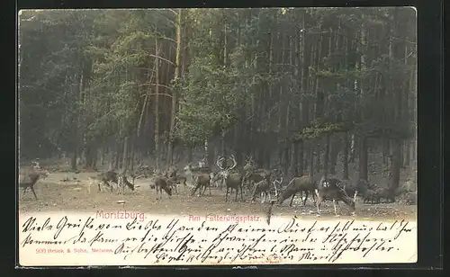 AK Moritzburg, Rehe am Fütterungsplatz