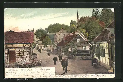 AK Schierke (Harz), Strassenpartie mit Kühen