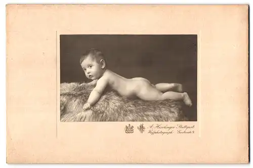 Fotografie A. Hirrlinger, Stuttgart, Gartenstrasse 9, Portrait nackiges Kleinkind bäuchlings auf Fell liegend