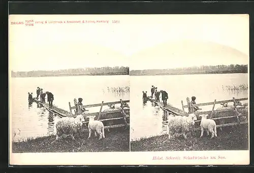 Stereo-AK Holst. Schweiz, Schafwäsche am See