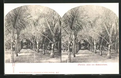 Stereo-AK Florida, Allee von Kokospalmen