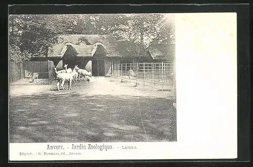 AK Anvers, Jardin Zoologique, Lamas, Zoo