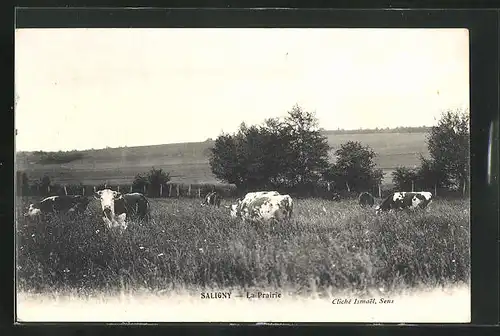 AK Saligny, La Prairie, grasende Kühe