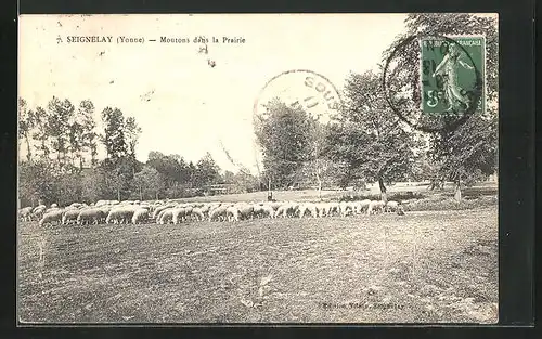 AK Seignelay, Moutons dans la Prairie