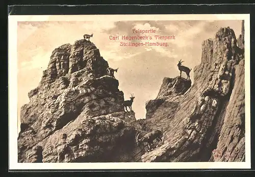 AK Hamburg-Stellingen, Carl Hagenbeck`s Tierpark, Felspartie