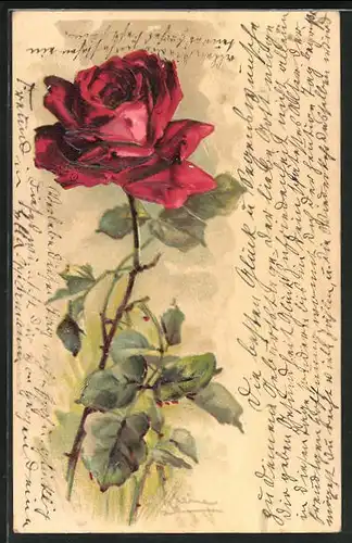 Künstler-AK Catharina Klein: Eine rote Rose