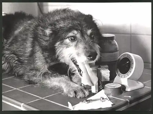 Fotografie Helmut Raddatz, Berlin, Diabetes Zentralinstitut Gerhardt Katsch in Karlsburg, Diabetiker Hund & Medikamente