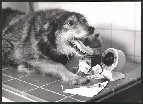 Fotografie Helmut Raddatz, Berlin, Diabetes Zentralinstitut Gerhardt Katsch, Karlsburg, Hund Mucki & Diabetiker-Medizin