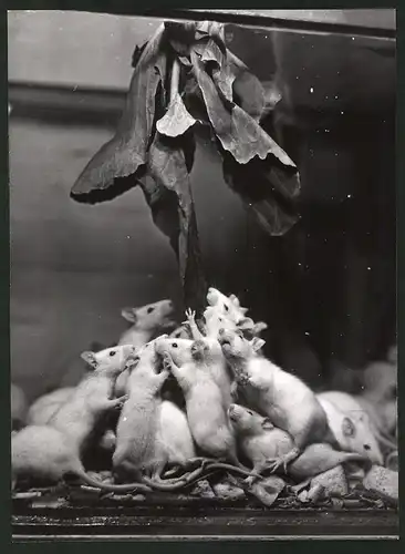 Fotografie Helmut Raddatz, Berlin, Labormäuse, Maus, Mäuse beim Fressen