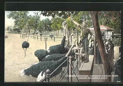 AK South Pasadena, Calif., Cawston Ostrich Farm, Feeding Oranges