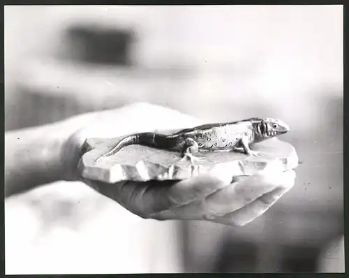 Fotografie Helmut Raddatz, Berlin-Weissensee, Modelleur hält Modell einer Eidechse, Grossformat 28 x 22cm