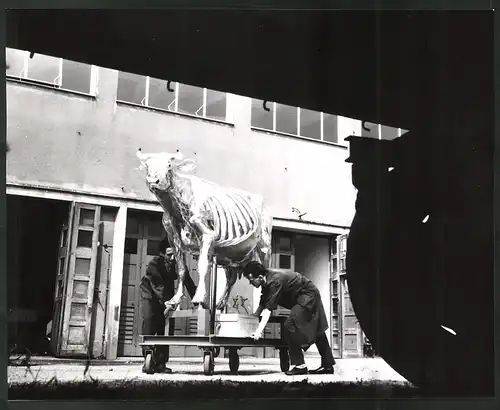 Fotografie Helmut Raddatz, Berlin-Weissensee, gläserne Kuh, anatomisches Modell einer Kuh wird verladen, 28 x 22cm