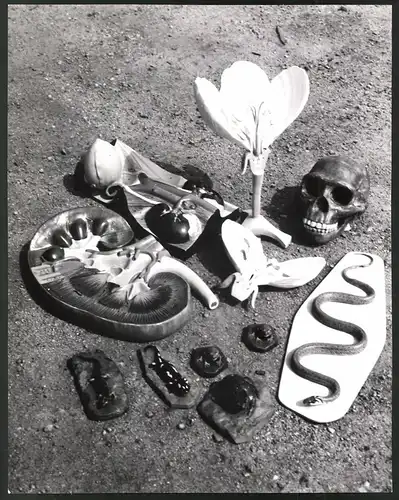 Fotografie Helmut Raddatz, Berlin-Weissensee, anatomische Modelle, Schädel, Organe, Blume, Frösche & Kröten, 28 x 22cm