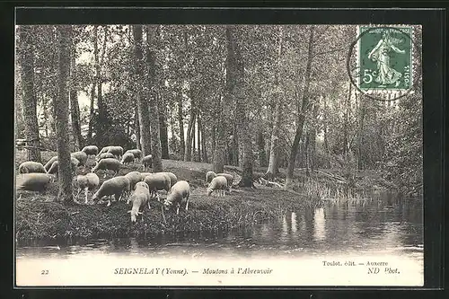 AK Seignelay, Moutons à l`Abreuvoir