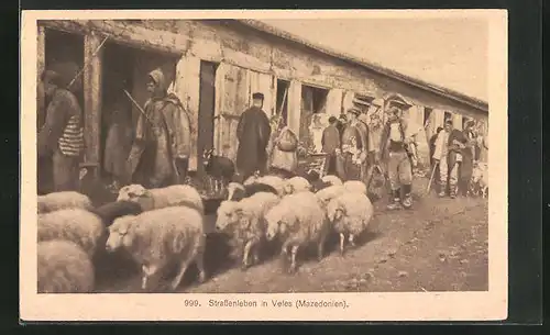 AK Veles, Viehtrieb auf den Strassen der Stadt