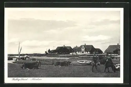 AK Hallig Oland, Ortspartie, Häuser und Kühe auf der Weide