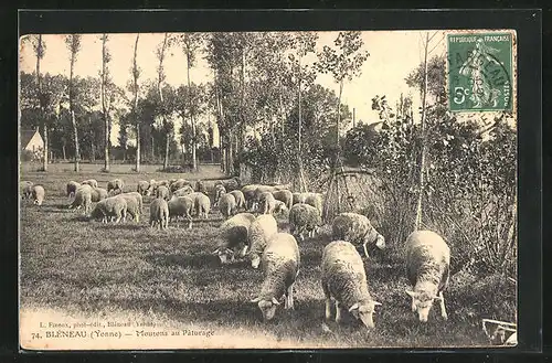 AK Bleneau, Moutons au Paturage, Schafe auf der Weide