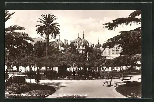 AK Lisboa, Arvore centenaria do Jardim Patriarcal