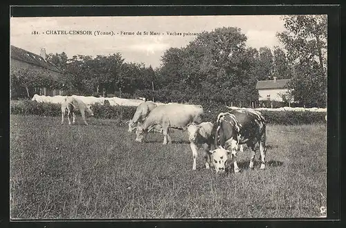 AK Chatel-Censoir, Ferm de St. Marc, Vaches paissant