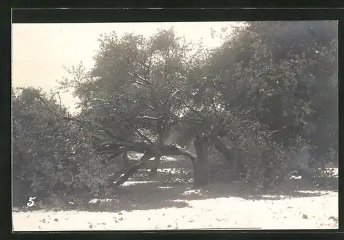 AK Zürich, Verheerungen durch Schneefall 1908